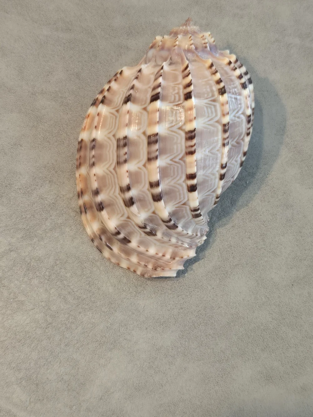 🐚 Natural Harpa Shell | Harp Shell | Bold Ribbed Ridges | Purple Interior | 3 i - Picture 2 of 7